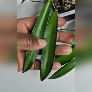 Hoya Wayetii